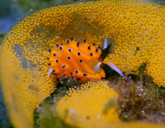 Favorinus tsuruganus