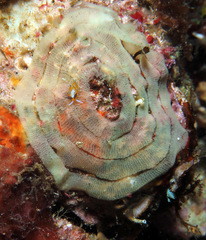 Favorinus tsuruganus