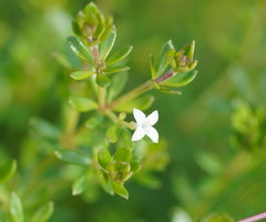 Asperula gunnii