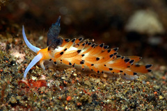 Favorinus tsuruganus