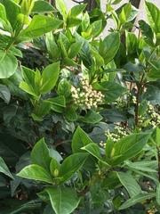 Viburnum