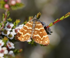 Chrysolarentia chrysocyma