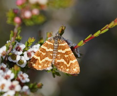 Chrysolarentia chrysocyma