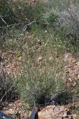 Eremogone macradenia