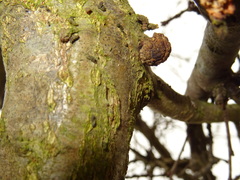 Andricus truncicolus