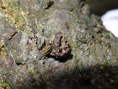 Andricus truncicolus