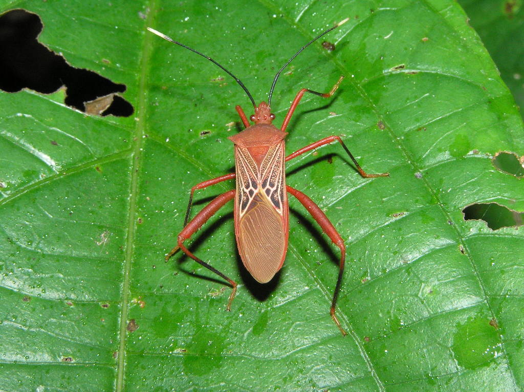 Leptoscelis pallida