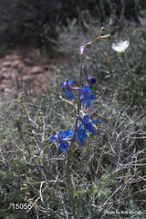 Delphinium parishii parishii
