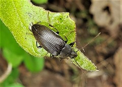 Capnochroa fuliginosa