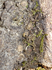 Andricus quercuscorticis