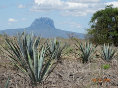 Agave tequilana