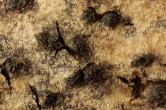 Cryptovalsa protracta