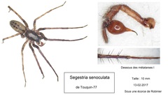 Segestria senoculata