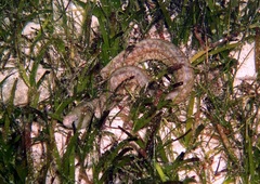 Gymnothorax richardsonii