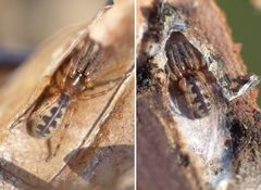 Segestria senoculata