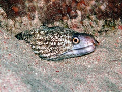 Gymnothorax enigmaticus