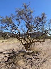 Bursera laxiflora