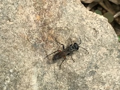 Liris subtessellatus