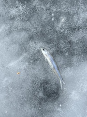 Notropis atherinoides