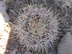 Coryphantha robustispina scheeri