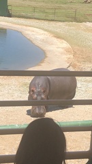 Hippopotamus