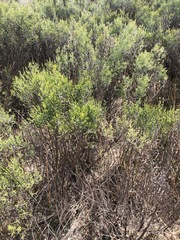 Dicerothamnus