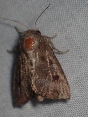 Papaipema nebris