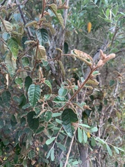 Spyridium parvifolium