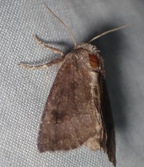 Papaipema nebris
