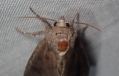 Papaipema nebris