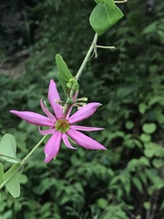 Passiflora perfoliata