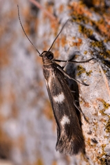 Scythris scopolella