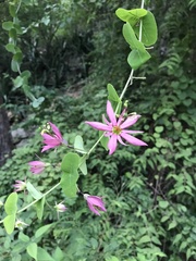 Passiflora perfoliata
