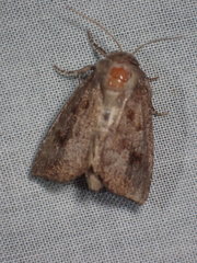 Papaipema nebris