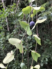 Passiflora perfoliata