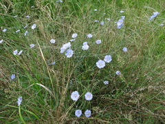 Linum austriacum
