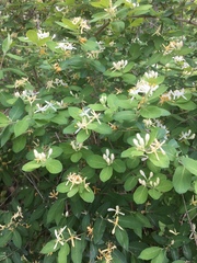Lonicera