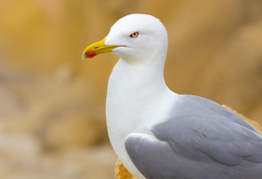 Larus michahellis