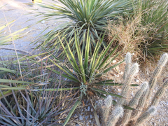 Agave albomarginata
