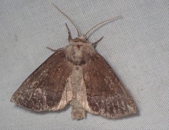 Papaipema nebris