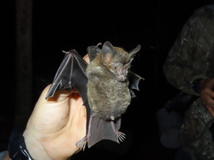 Trachops cirrhosus