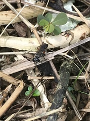 Liris subtessellatus