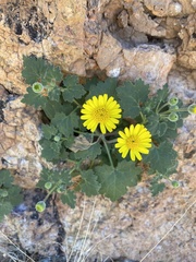 Perityle leptoglossa