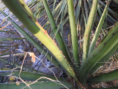 Agave albomarginata