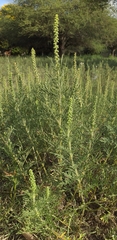 Ambrosia tenuifolia