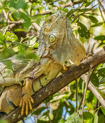 Iguana iguana image