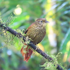 Syndactyla subalaris