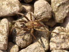 Tegenaria ferruginea