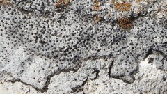 Bagliettoa calciseda