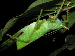 Panacanthus cuspidatus